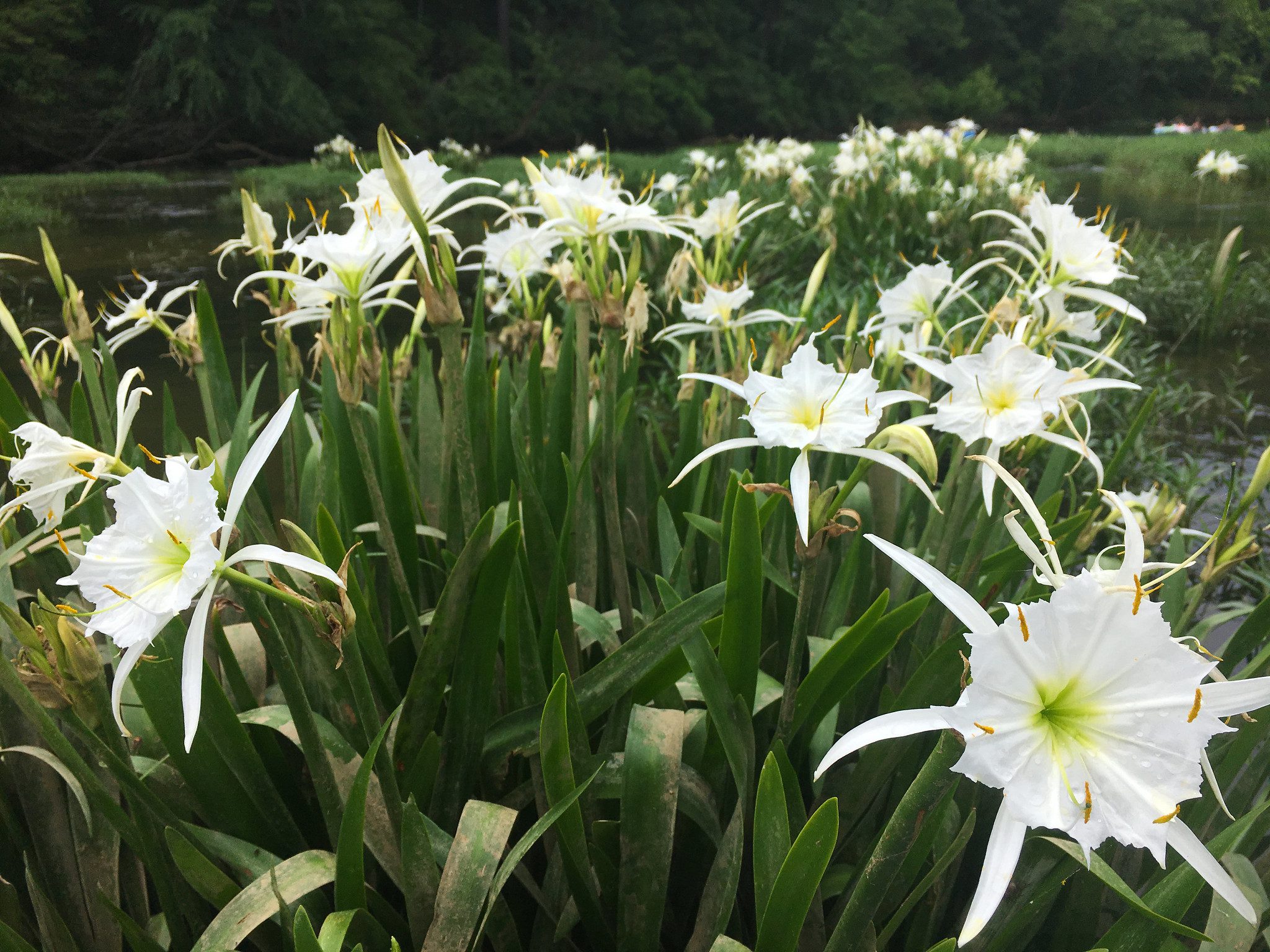 Cahaba lilies in a river