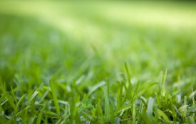 closeup of green grass to depict turf management