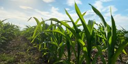 row of corn in a field