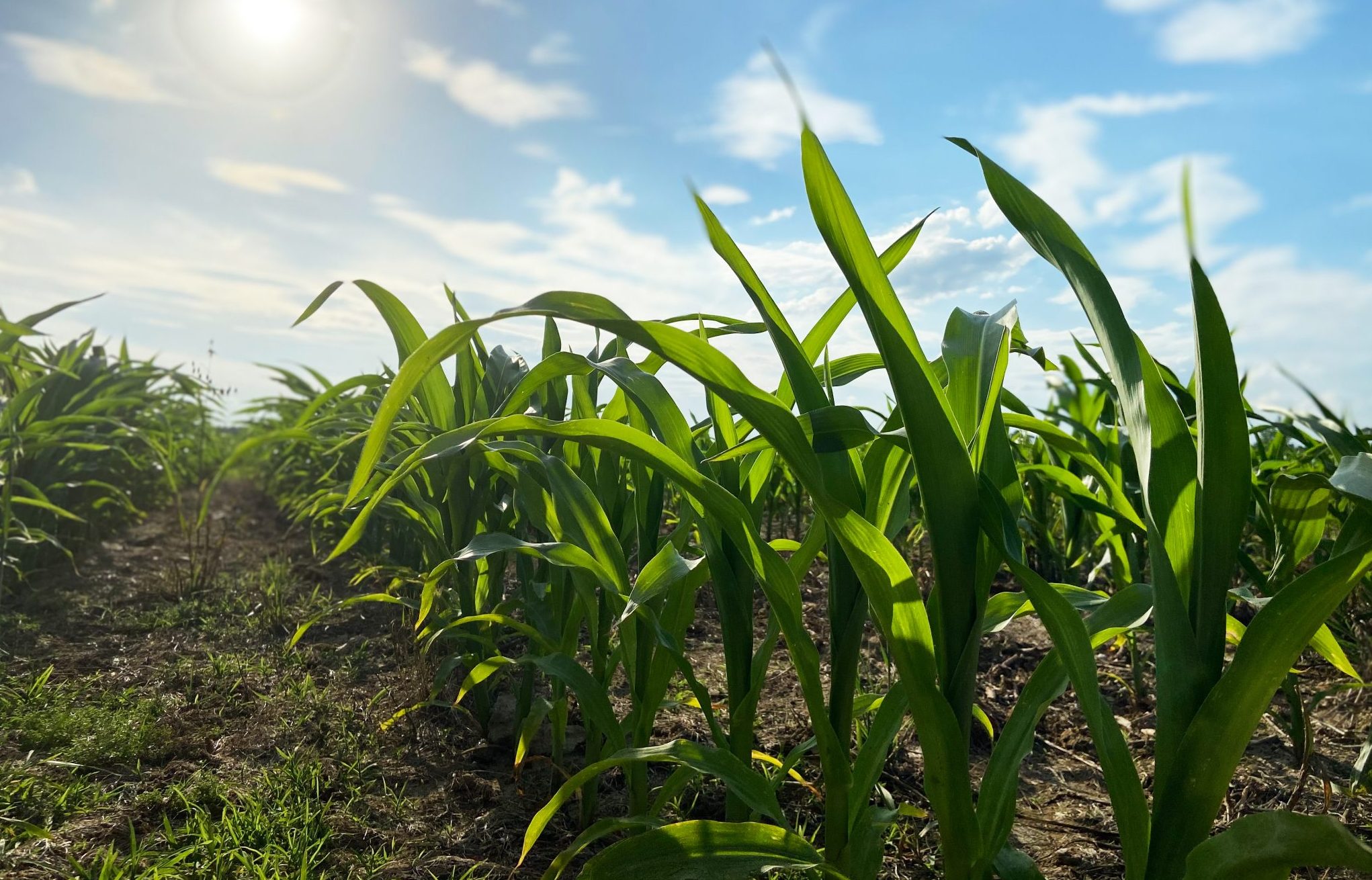 row of corn in a field
