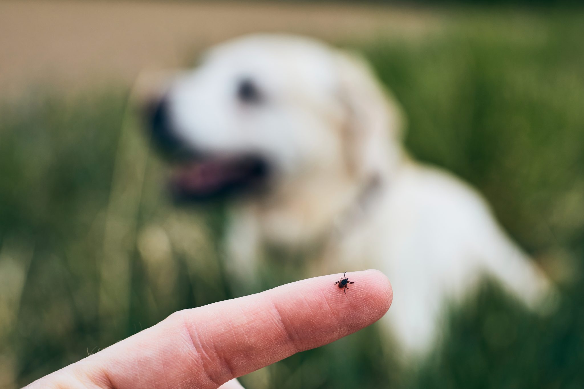 A person's finger holder a tick that they found on their white dog when they were checking it for ticks.