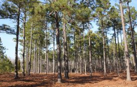 A stand of pine trees.