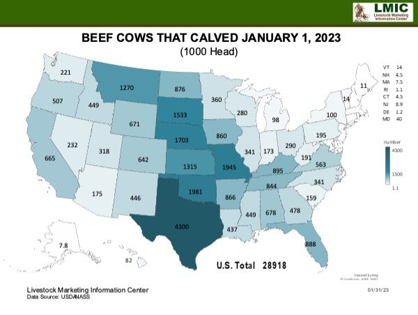 map depicting beef cows that calved