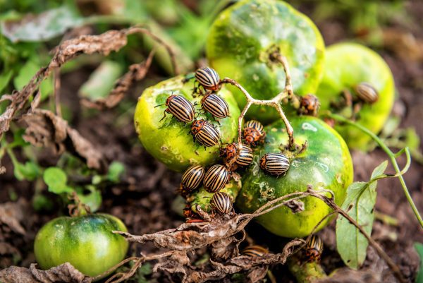 many Colorado potato beetles sit and eats tomatoes