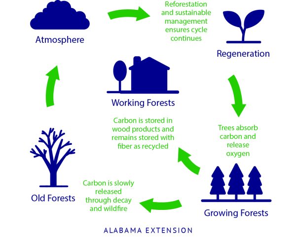 Figure 2. Sustainable forest management and forest carbon cycle with working forests (sustainably managed to produce forest products) and old forests 
