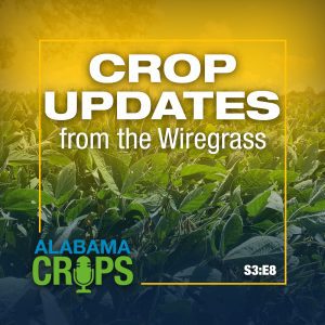 Season 3 Episode 8 – Crop Updates from the Wiregrass