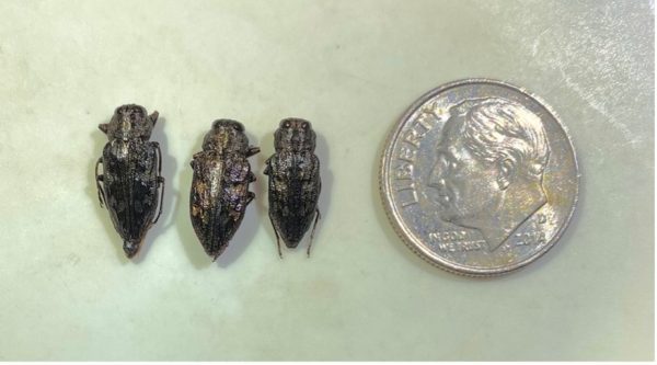 Appearance and relative size of Chrysobothris femorata beetles. Many look-alike beetles and even some other borer species are similar in coloration and appearance but are much larger in size. For more information on wood borers, see ANR 2472.