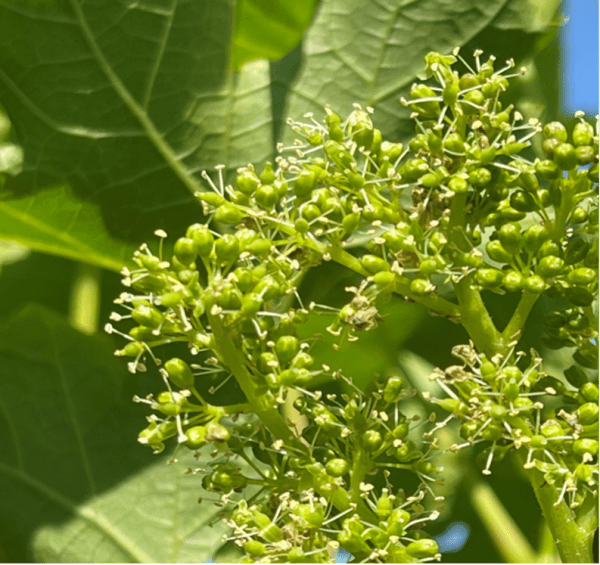 bloom with 10% open flowers on a bunch grape