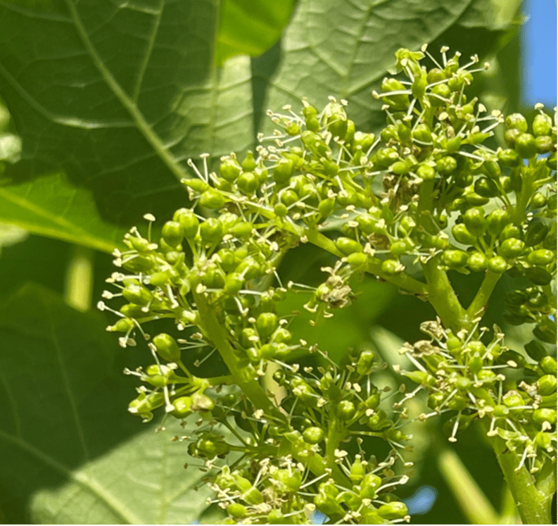 view of bunchgrape blossoms
