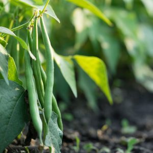 Green beans growing in a garden