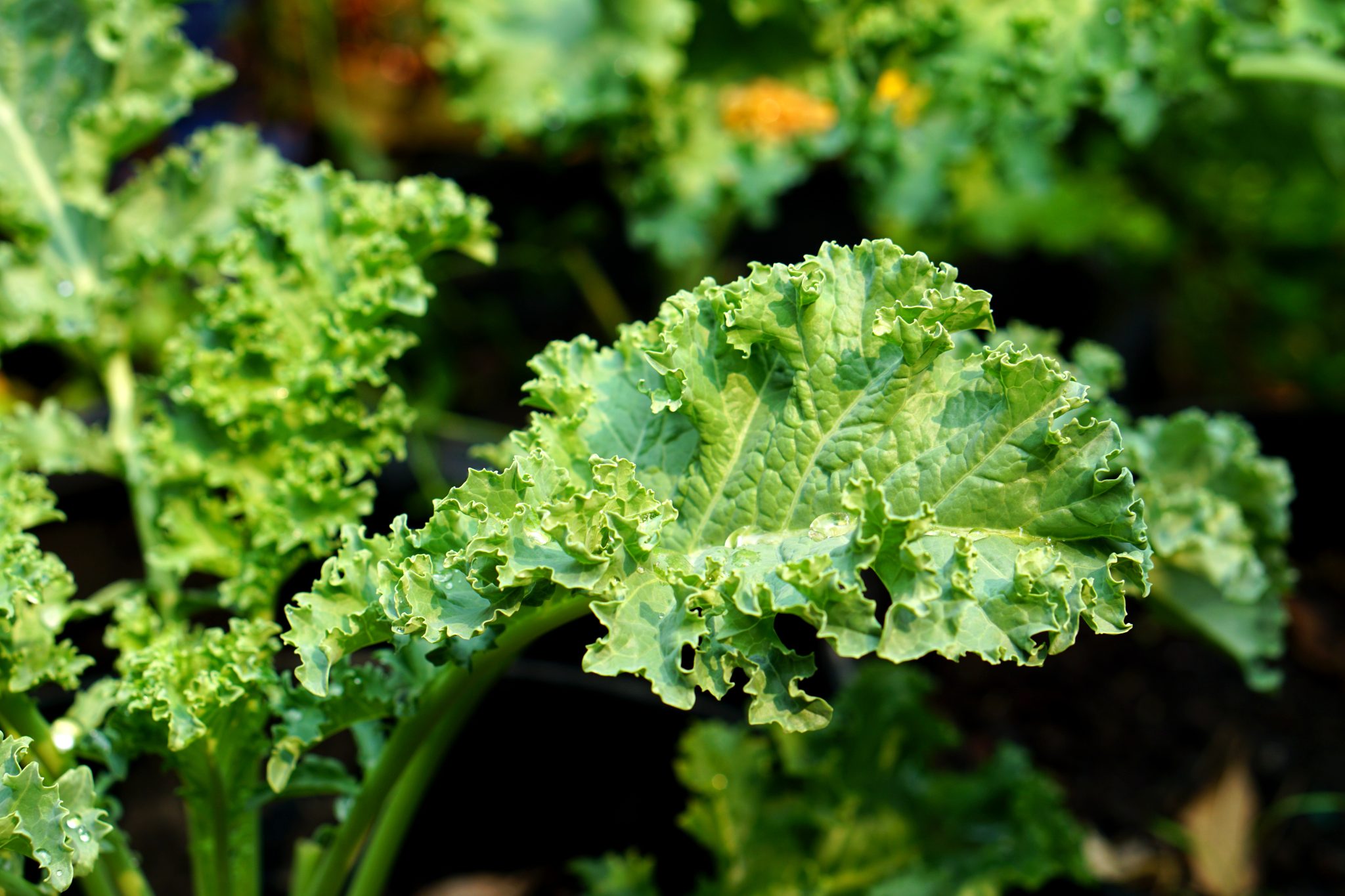 detail of kale frond