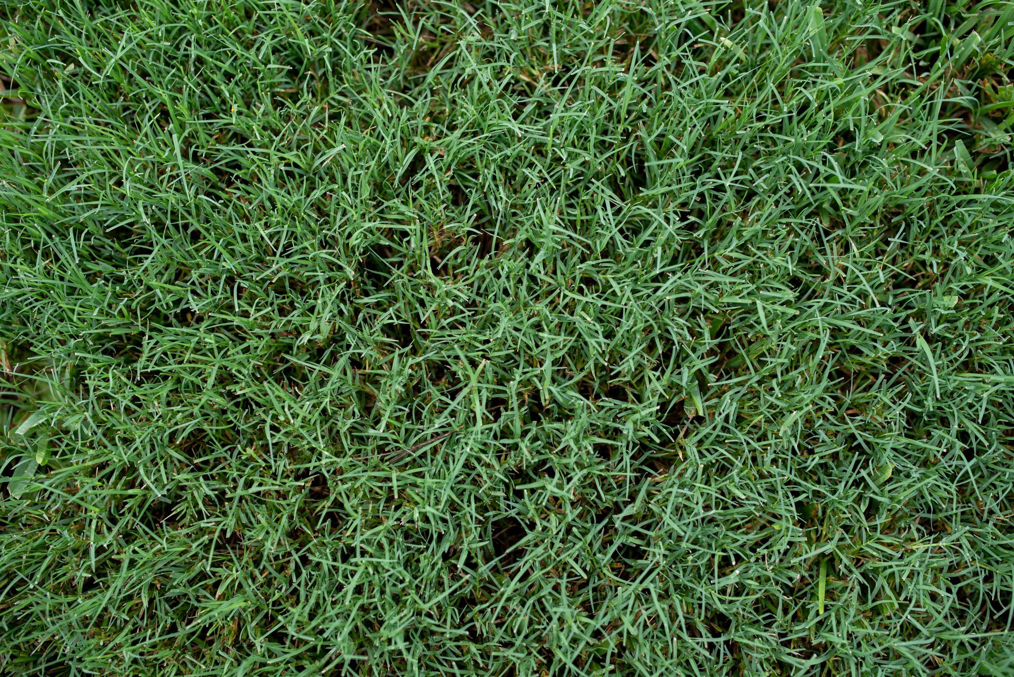 view of healthy bermudagrass from ground level