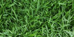 image of Zoysiagrass at ground level