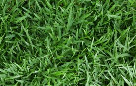 image of Zoysiagrass at ground level