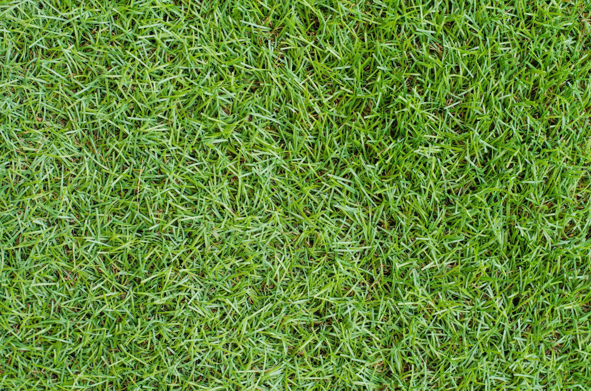 What Is Centipede Grass? N.C. Cooperative Extension