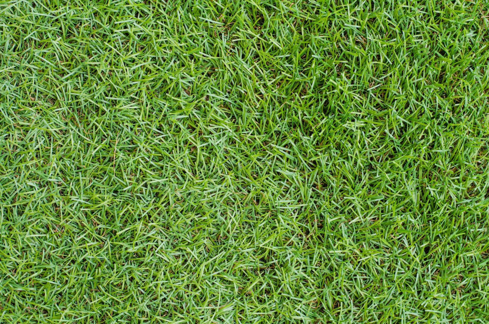 A centipedegrass lawn.