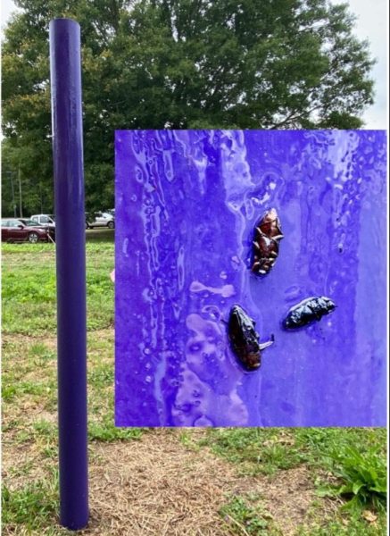 A pole trap in the field with an inset image of three flatheaded apple tree borer adult beetles trapped in the glue.