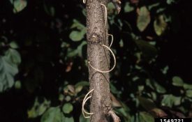 granulate ambrosia beetle damage on a tree trunk