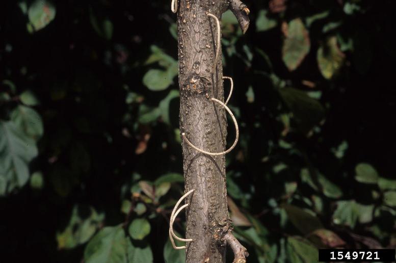 granulate ambrosia beetle damage on a tree trunk