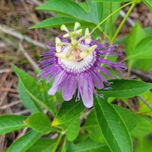 Maypop (Passiflora incarnata), or purple passion flower 2