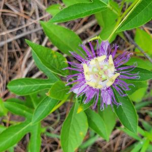 Maypop (Passiflora incarnata), or purple passion flower