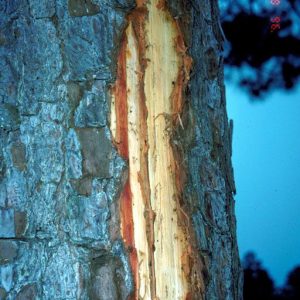 Figure 3. Lightning scars are highly variable. Narrower and shallower scars can be more survivable for trees. (Photo credit: G. Keith Douce, University of Georgia, Bugwood.org)