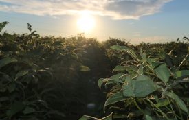 a soybean field at sunset
