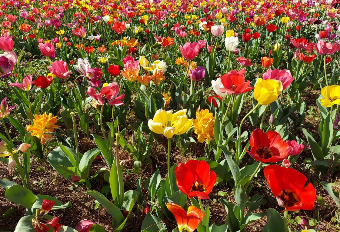 Field of Tulips