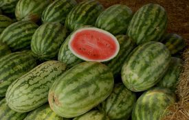 A group of watermelons laying on the ground.