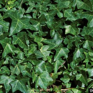English ivy plants leaves