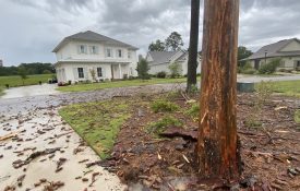 Figure 5. Lightning intensity can cause massive damage and kill trees outright. This tree was stripped of bark by lightning.