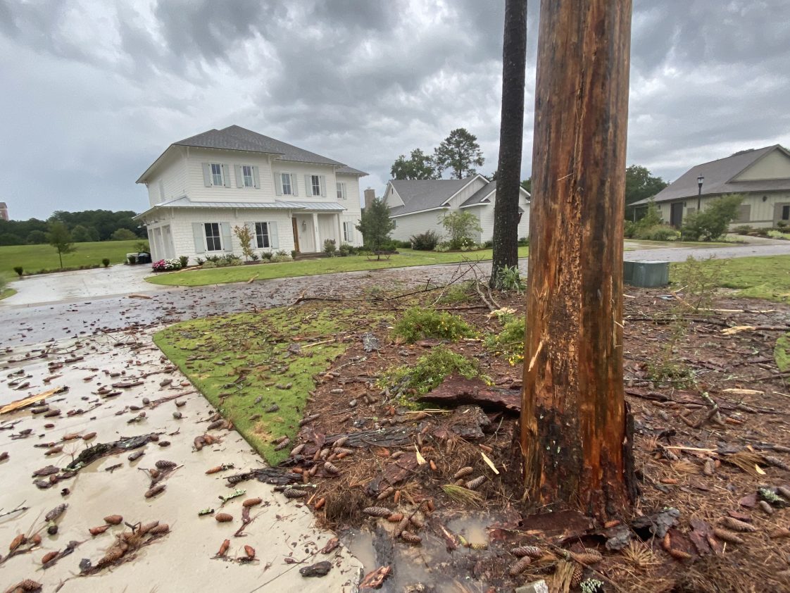 Figure 5. Lightning intensity can cause massive damage and kill trees outright. This tree was stripped of bark by lightning.