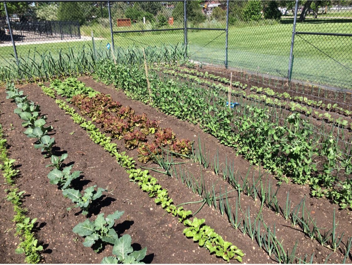 a community garden with rows of vegetables