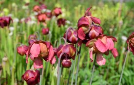 Figure 5. White-Topped Pitcher Plants have red umbrella-shaped flowers.