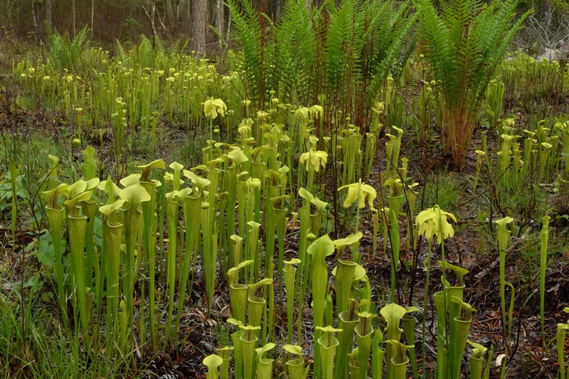 Meet Alabama’s MeatEating Pitcher Plants Alabama Cooperative