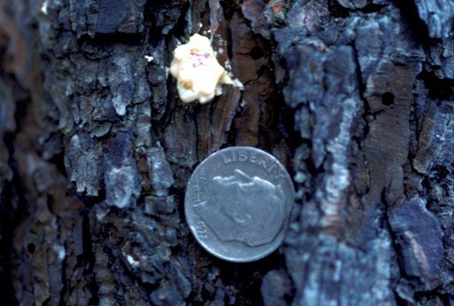 Figure 9. In pines, Ips pine beetle attacks are common in days or weeks after lightning strikes. These pests can quickly weaken and kill trees. (Photo credit: G. Keith Douce, University of Georgia, Bugwood.org)