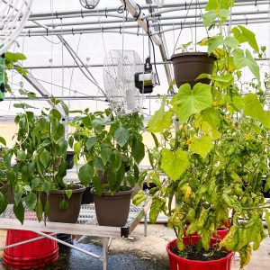 crops in a greenhouse for food demo