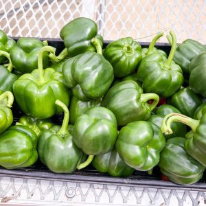 bell peppers grown in greenhouse for food demo