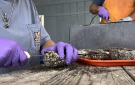 A student shucking oysters for research