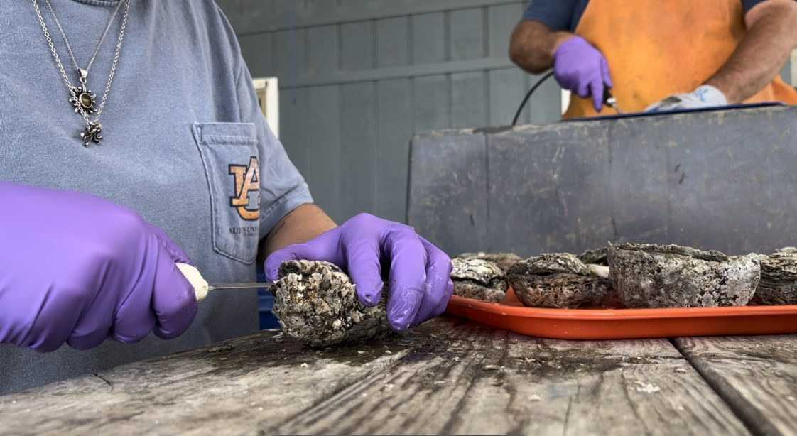 A student shucking oysters for research