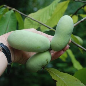 A person's hand hold pawpaw fruit.
