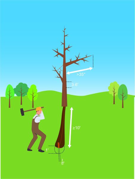 Figure 11. Lightning protection systems for trees provide an exterior path for lightning to reach the ground outside the tree. The tree size and structure determine how much equipment is needed for the protection system.