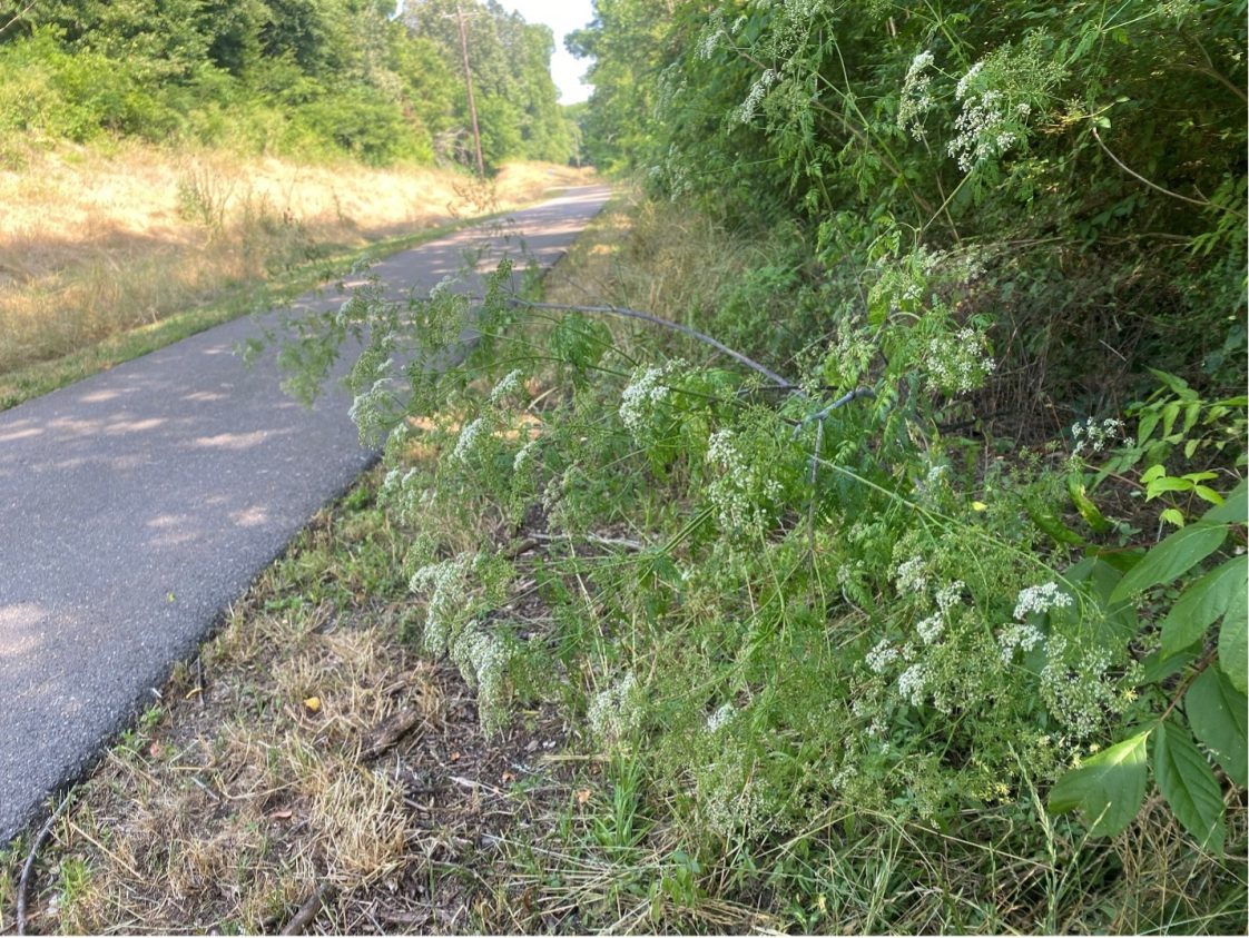Poison hemlock growing next to a popular paved trail in Colbert County, Alabama