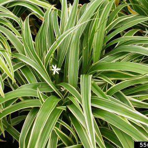 Spider plant in a landscape