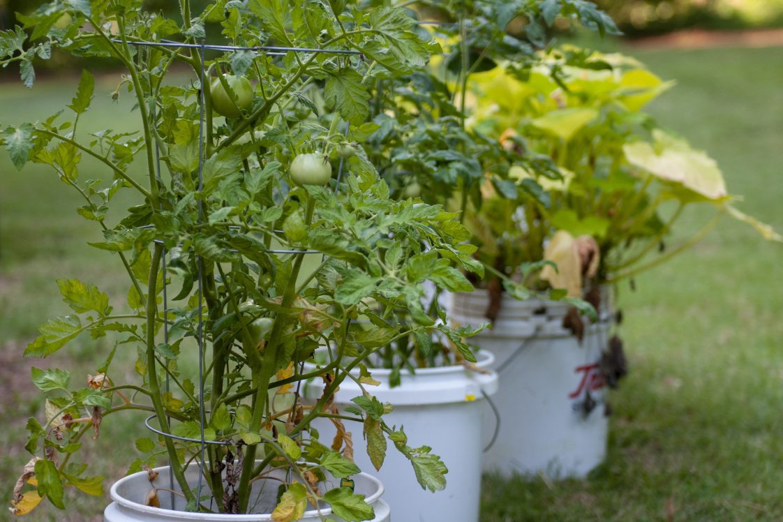 Tomato plants in bucket container gardens.