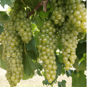 chardonel Bunch Grapes