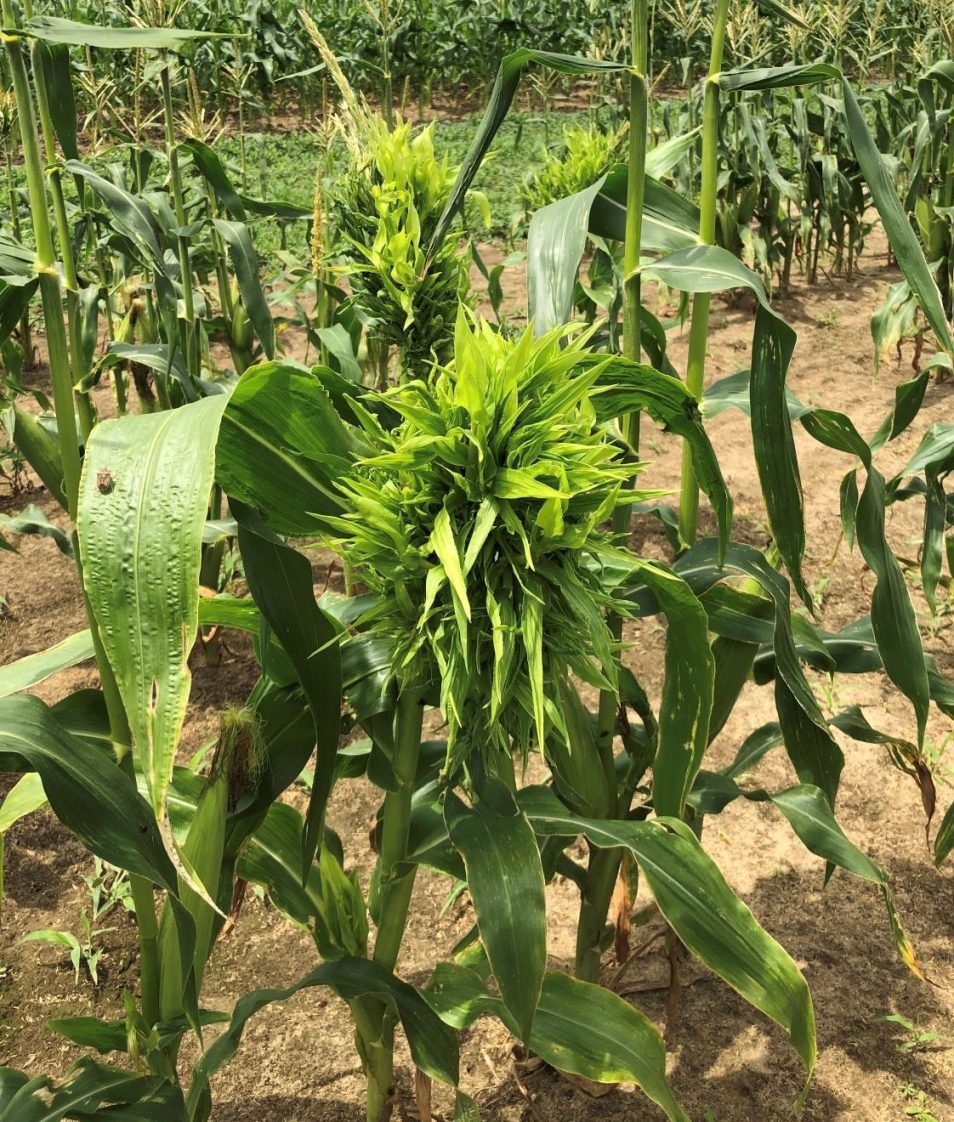 a corn plant with the disease Crazy Top