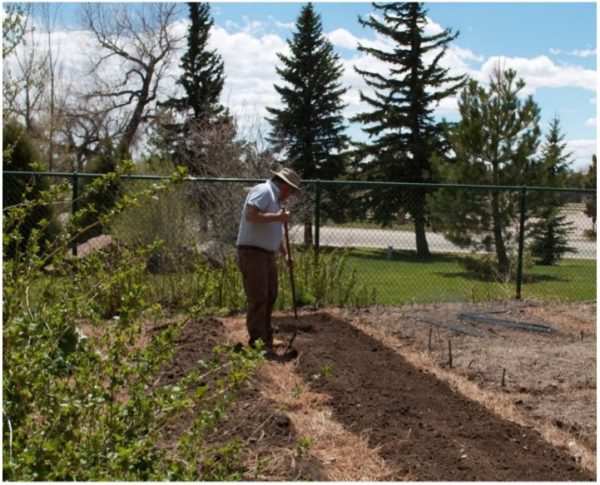 a man working on a vegetable garden