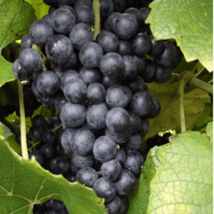 norton grape cluster