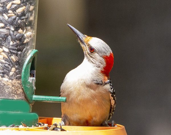 A red-bellied woodpecker on bird feeder.